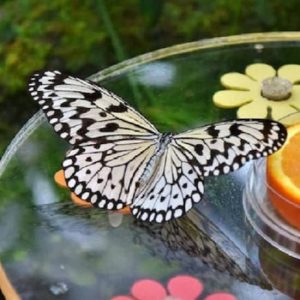 Dubai Butterfly Garden: Entry Ticket at Dubai Butterfly Garden, Dubai, United Arab Emirates Activities & Events Shop Online at Special Price from Dubai Shopping City