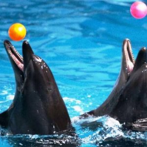Dubai Dolphinarium: Dolphin & Seal Show at Dubai Dolphinarium, Dubai, United Arab Emirates Activities & Events Shop Online at Special Price from Dubai Shopping City