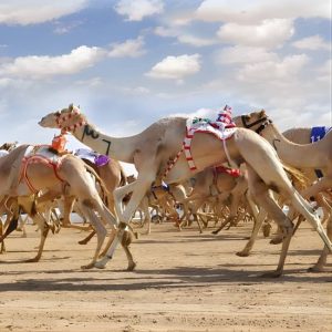 Dubai Royal Camel Race with Prime Seats & Short Camel Ride at Dubai royal Camel Racing Club, Dubai, United Arab Emirates Activities & Events Shop Online at Special Price from Dubai Shopping City