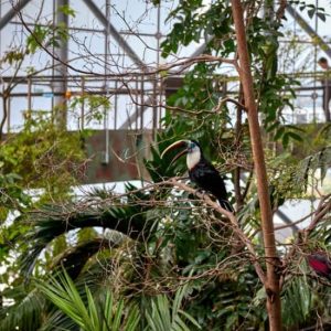 Green Planet: Dubai’s Indoor Rainforest – Skip The Line at The Green Planet, Dubai, United Arab Emirates Activities & Events Shop Online at Special Price from Dubai Shopping City 2