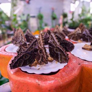 Butterfly Garden Must-see attractions Dubai Must-see attractions Shop Online at Special Price from Dubai Shopping City