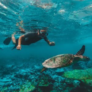 Dive & Snorkel Trips in Fujairah Water Sports Fujairah Water Sports Shop Online at Special Price from Dubai Shopping City