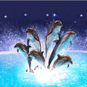 Dolphin & Seal Show – Dubai Dolphinarium Must-see attractions Dubai Must-see attractions Shop Online at Special Price from Dubai Shopping City