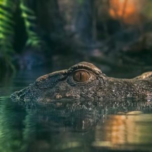 Dubai Aquarium & Underwater Zoo – King Crock Encounter Experiences Dubai Experiences Shop Online at Special Price from Dubai Shopping City