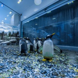 Dubai Aquarium & Underwater Zoo – Penguin Encounter Experiences Dubai Experiences Shop Online at Special Price from Dubai Shopping City