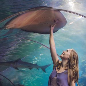 Dubai Aquarium & Underwater Zoo – Ray Encounter Experiences Dubai Experiences Shop Online at Special Price from Dubai Shopping City