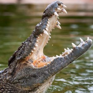 Dubai Crocodile Park Must-see attractions Dubai Must-see attractions Shop Online at Special Price from Dubai Shopping City