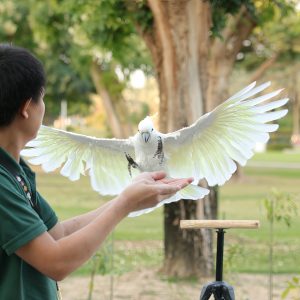 Exotic Bird Show – Dubai Dolphinarium Dubai Dolphinarium Dubai Dubai Dolphinarium Shop Online at Special Price from Dubai Shopping City