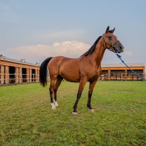 Horse Riding at Al Marmoom Oasis With Transfer Desert safaris Dubai Desert safaris Shop Online at Special Price from Dubai Shopping City