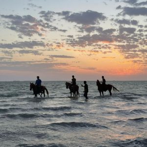 Horse Riding in Jeddah Experiences Jeddah Experiences Shop Online at Special Price from Dubai Shopping City 2