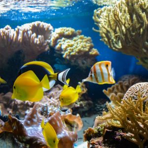 SEA LIFE London Aquarium – Entry Ticket Top-Rated Attractions London Shop Online at Special Price from Dubai Shopping City