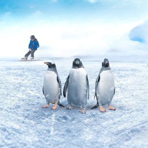 Ski Egypt Indoor Attractions Cairo Indoor Attractions Shop Online at Special Price from Dubai Shopping City