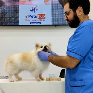 Annual Vaccination Or Full Dental Scaling For Cats & Dogs PETS Shop Online at Special Price from Dubai Shopping City