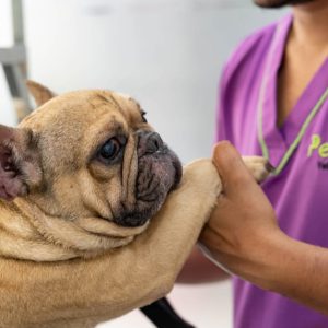 Basic Grooming Session At Pet Joy Veterinary Clinic PETS Shop Online at Special Price from Dubai Shopping City