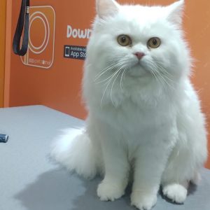Basic Or Full Grooming At Pet Corner PETS Shop Online at Special Price from Dubai Shopping City