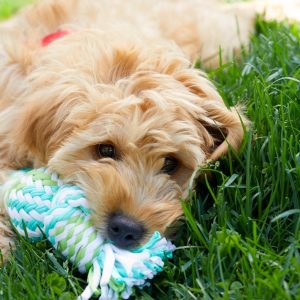 Basic Pet Grooming PETS Shop Online at Special Price from Dubai Shopping City
