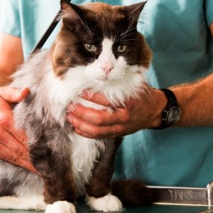 Choice Of Pet Medical Checkup, Examination & Deworming PETS Shop Online at Special Price from Dubai Shopping City