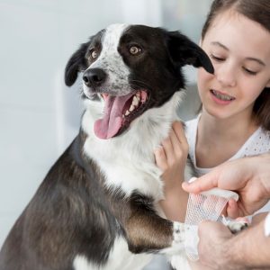 Choice Of Veterinary Service For Dog Or Cat Or Tom Cat Castration PETS Shop Online at Special Price from Dubai Shopping City