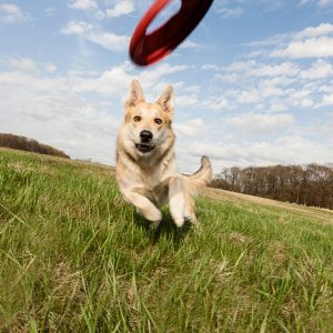 Dental Care For Cats Or Dogs PETS Shop Online at Special Price from Dubai Shopping City