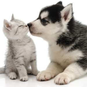 Dog/Cat Medical Check Up At Al Raha Veterinary Clinic PETS Shop Online at Special Price from Dubai Shopping City 2