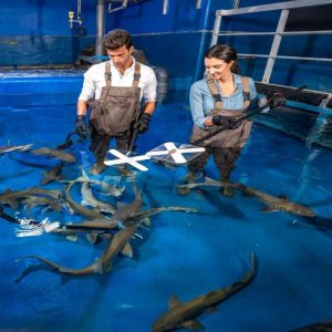 Dubai Aquarium & Underwater Zoo – Shark Trainer Encounter Experiences Dubai Experiences Shop Online at Special Price from Dubai Shopping City 2