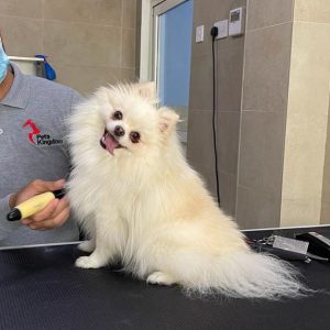 Extensive Pet Grooming Service PETS Shop Online at Special Price from Dubai Shopping City