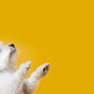 Full Grooming Service – Cat Or Small, Medium Or Large Dog Package PETS Shop Online at Special Price from Dubai Shopping City