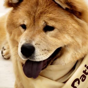Groom, Grin, And Wag: Unleash Pet Paradise PETS Shop Online at Special Price from Dubai Shopping City