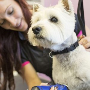 Grooming – Pet PETS Shop Online at Special Price from Dubai Shopping City
