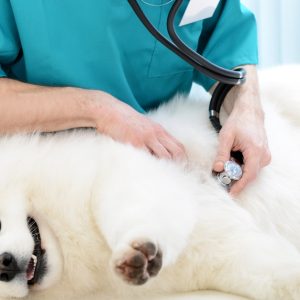 Medical Checkup And Anti-Flea Medication Or Deworming For Pets PETS Shop Online at Special Price from Dubai Shopping City