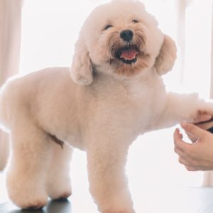 Cat Or Dog Full Grooming PETS Shop Online at Special Price from Dubai Shopping City