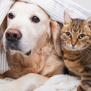 Specialized Veterinary Care With Surgery And Collar Included For Pets PETS Shop Online at Special Price from Dubai Shopping City