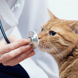 Vet PETS Shop Online at Special Price from Dubai Shopping City