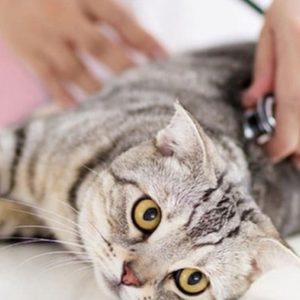 Veterinary Examination At Pet Connection Veterinary Clinic PETS Shop Online at Special Price from Dubai Shopping City