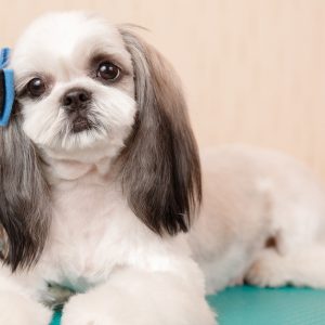 Basic Or Full Grooming For Small, Medium, Large Or Xl Size Dogs/Cats PETS Shop Online at Special Price from Dubai Shopping City