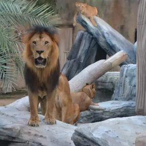 Dive Into Fun: Zoo Entrance With Activity And Aed 50/100/200 Voucher PARKS Shop Online at Special Price from Dubai Shopping City