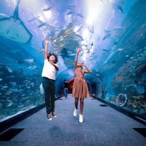 Dubai Aquarium & Underwater Zoo – Regular Pass Experiences Dubai Experiences Shop Online at Special Price from Dubai Shopping City 2