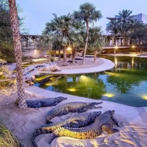 Dubai Safari Park + Dubai Crocodile Park – Combo Must-see attractions Dubai Must-see attractions Shop Online at Special Price from Dubai Shopping City