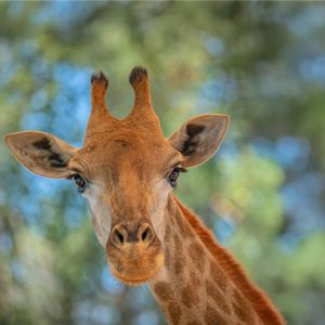 Emirates Park Zoo Experiences Abu Dhabi Experiences Shop Online at Special Price from Dubai Shopping City
