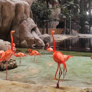Emirates Park Zoo, The National Aquarium Or Snow Park Passes & More Men's Shop Online at Special Price from Dubai Shopping City