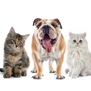 Full Grooming With Haircut At Cute Cat Veterinary Clinic PETS Shop Online at Special Price from Dubai Shopping City