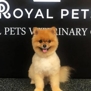 Get Premium Full Grooming For Cats Or Dogs Under Or Over 10kg PETS Shop Online at Special Price from Dubai Shopping City