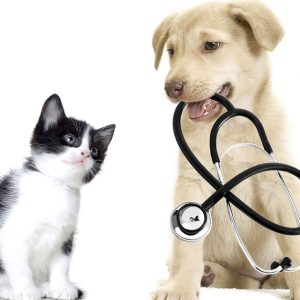 Get Specialized Vet Care For Your Pet At Cute Cat Veterinary Clinic PETS Shop Online at Special Price from Dubai Shopping City