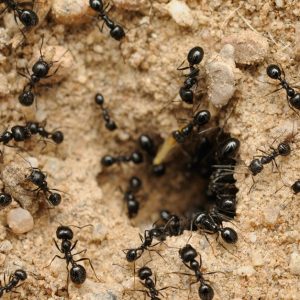 Pest Control Service – General HANDYMAN SERVICES Shop Online at Special Price from Dubai Shopping City