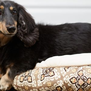 Pet Boarding & Daycare Packages For Cats And Dogs Of All Sizes PETS Shop Online at Special Price from Dubai Shopping City