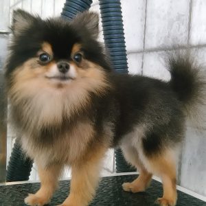 Pet Grooming Package At Sweet Grooming Pet Salon PETS Shop Online at Special Price from Dubai Shopping City