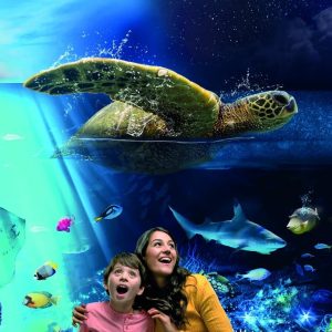 Sea Life Brighton Recently Added Experiences Brighton Recently Added Experiences Shop Online at Special Price from Dubai Shopping City