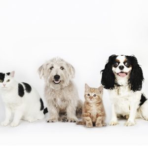 Up To 35% Off On At Noor Al Hayah Pets Hairdressing Salon PETS Shop Online at Special Price from Dubai Shopping City