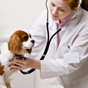 Vet PETS Shop Online at Special Price from Dubai Shopping City