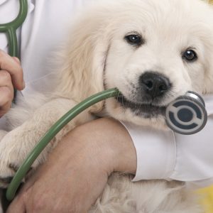 Veterinary Services For A Dog Or Cat At Zoo Veterinary Clinic PARKS Shop Online at Special Price from Dubai Shopping City